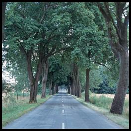 Shady road to Zlocieniec.