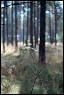 Morning light in a pine forest.