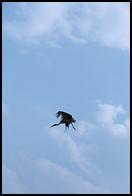 Stork in flight.