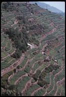 Aggressive farming, Cinque Terre.